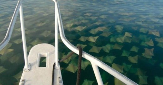 migracion de manta rayas