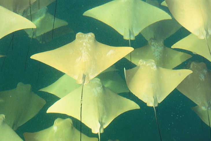 forma de la mantaraya dorada