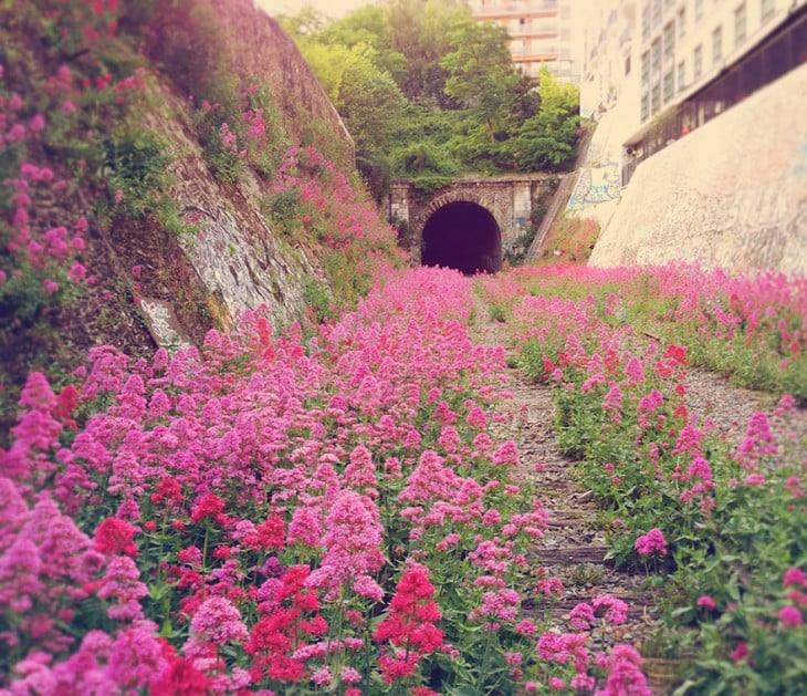 tunel de tren lleno de vegetacion