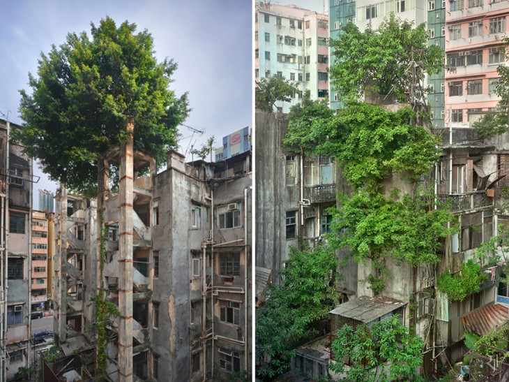 edificios comidos por la vegetacion