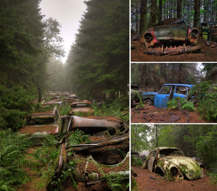 autos en un bosque abandonados