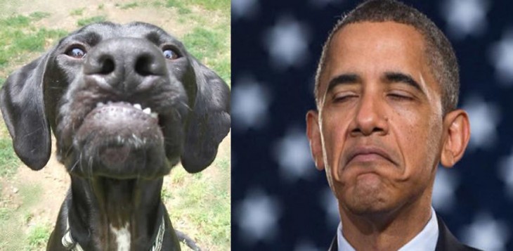 perro parecido al presidente obama
