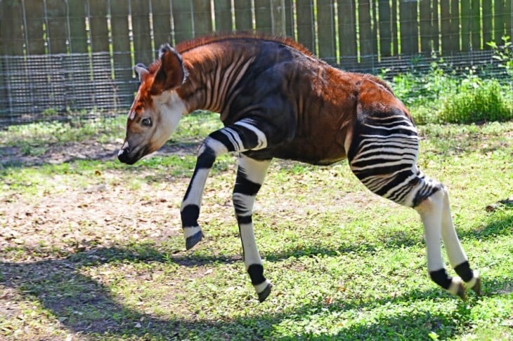 okapi