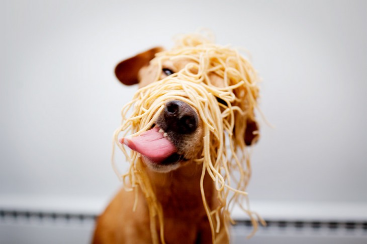 perro comiendo pasta