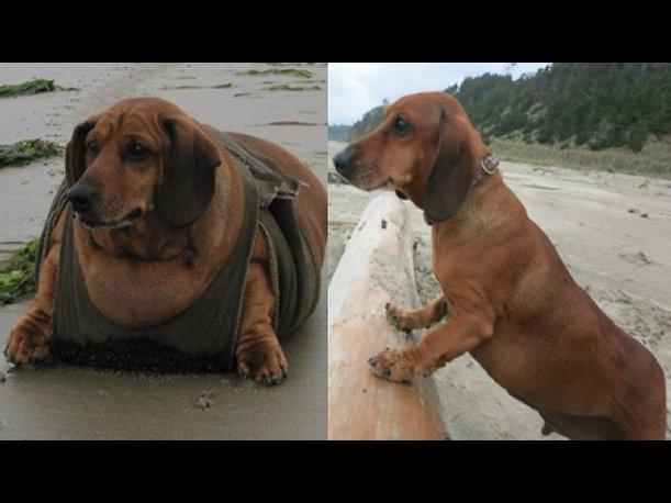 perrito en juventud delgado y despues gordo