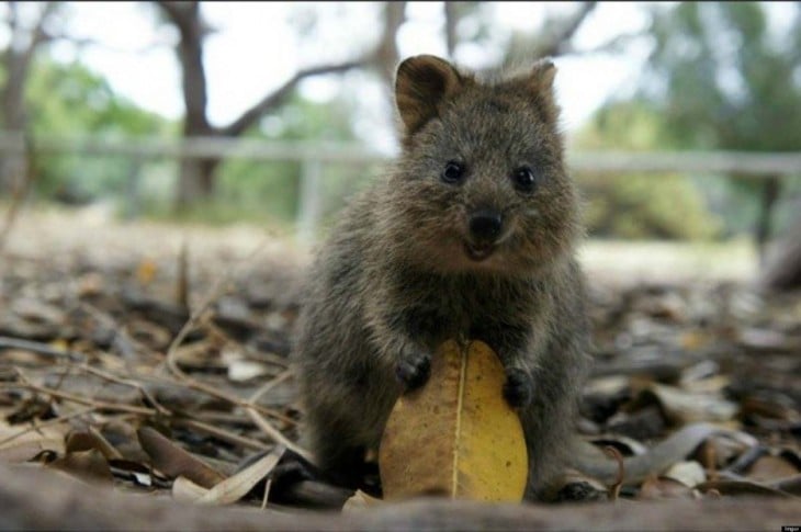 quokka ardilla