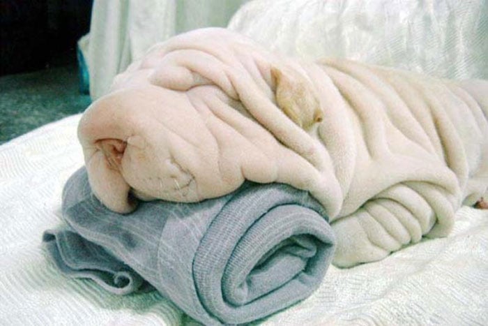 shar-pei.jpg