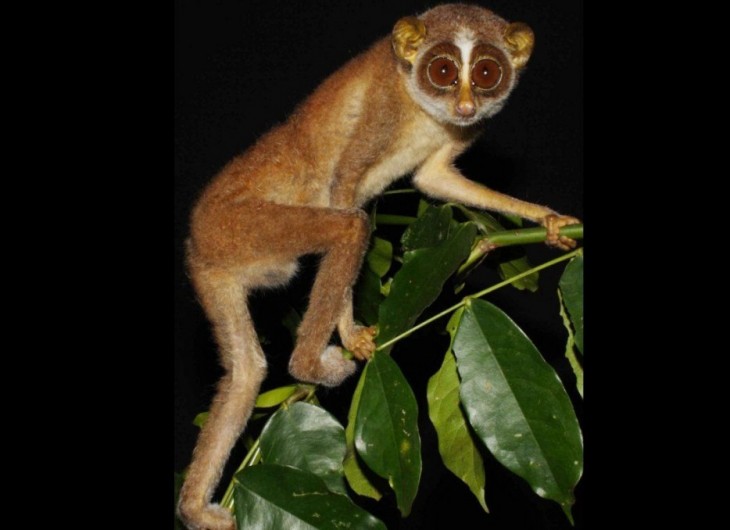 slender loris