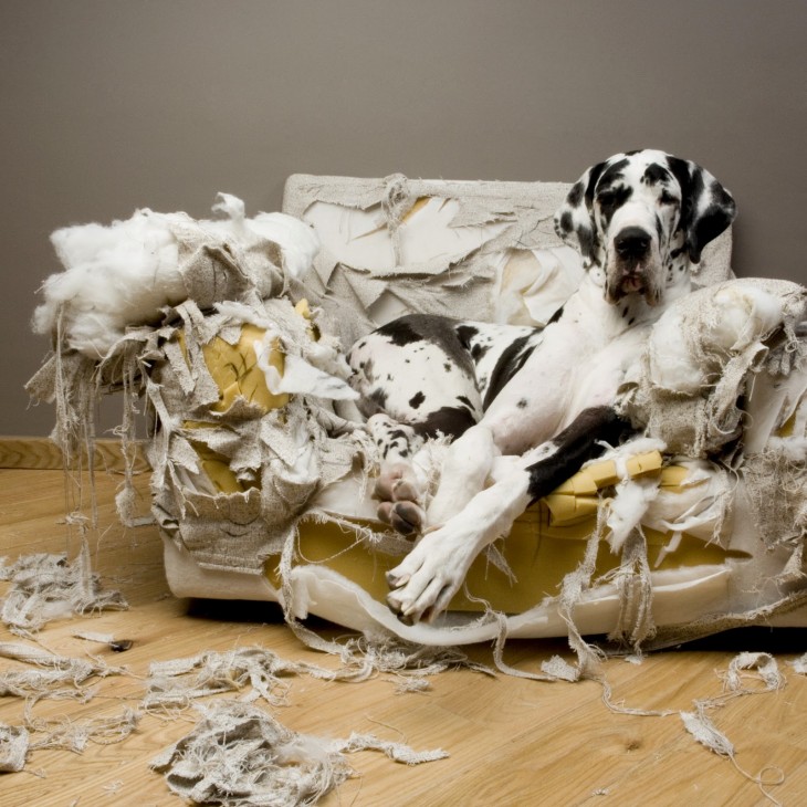 sillon roto perro blanco con negro