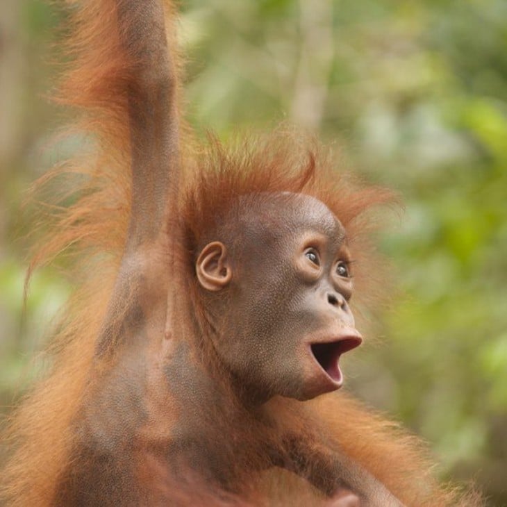 orangutan con boca abierta