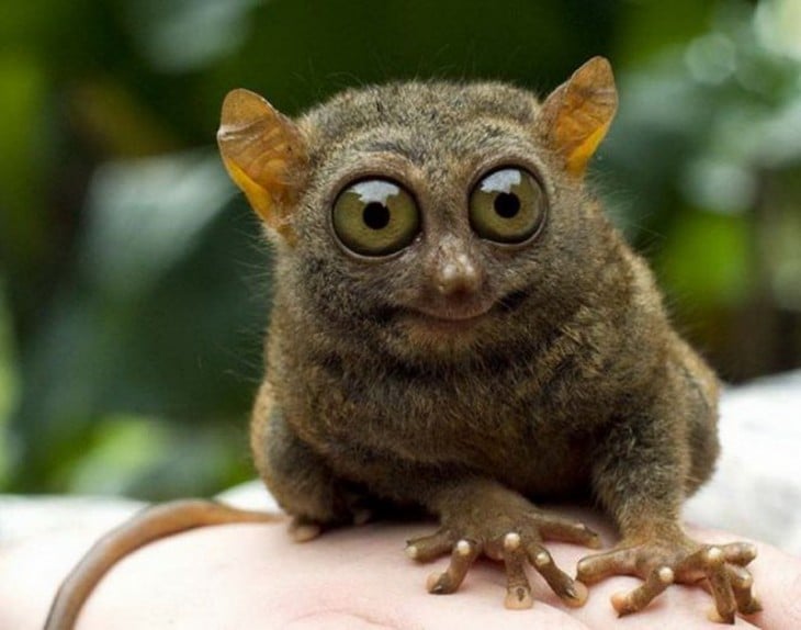 Animales que tienen cara de que quedaron sorprendidos