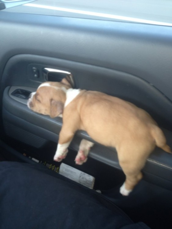 perrito dormido en el descansa brazo