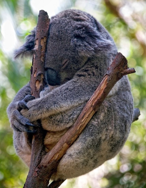 KOALA DORMIDO EN UNA RAMA. aBRAZA SU CUERPO