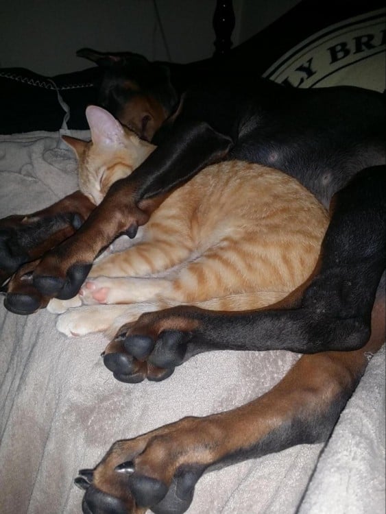 DOBERMAN DESCANSANDO JUNTO A UN GATO