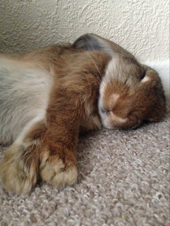 CONEJO DORMIDO EN UNA ALFOMBRA DE LA CASA