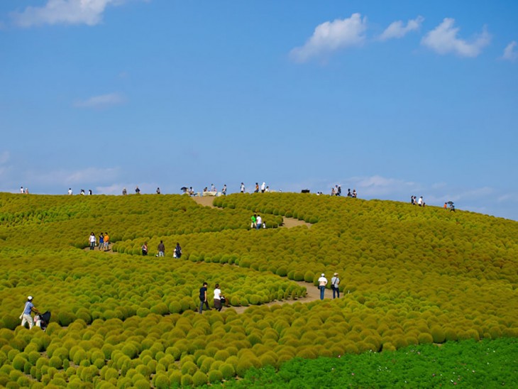 Hitachi Seaside Park, Japón