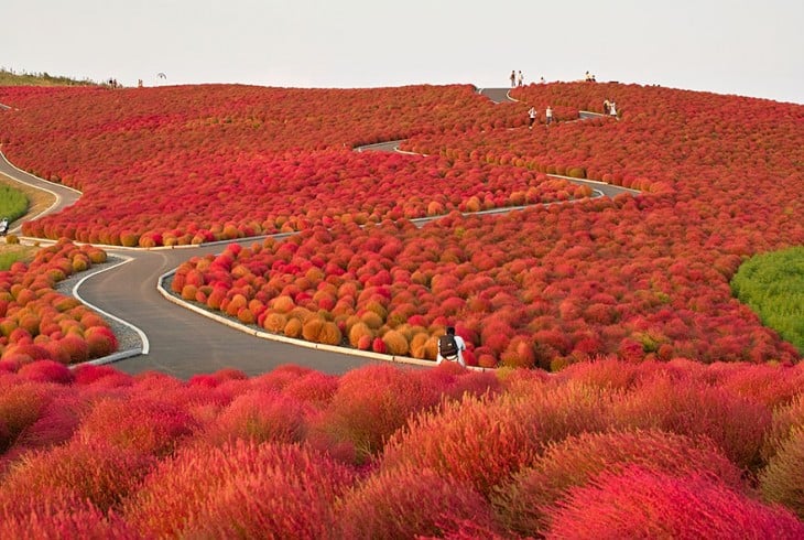 Hitachi Seaside Park, Japón