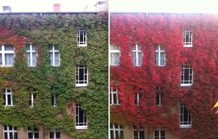 Fachada de edificio de apartamentos cubierta por enrredaderas