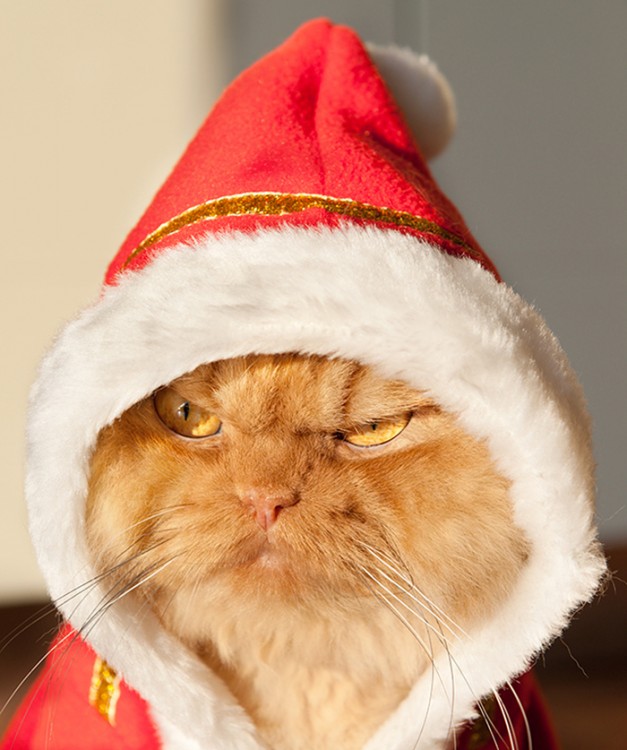 gato con sombrero de navidad