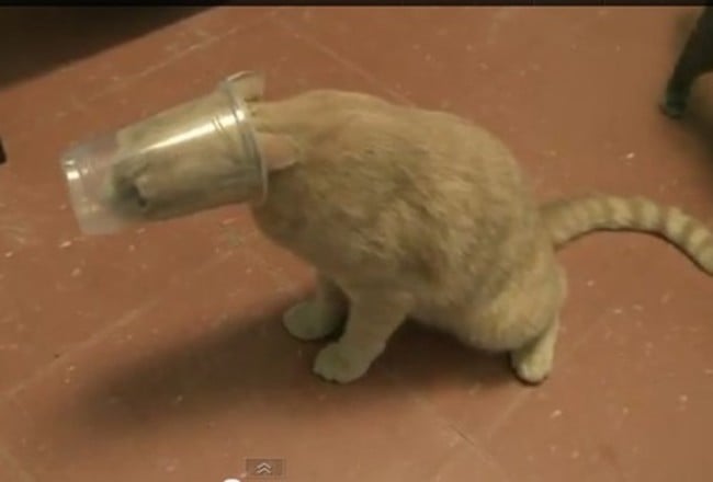 gato atrapado en un vaso de plastico