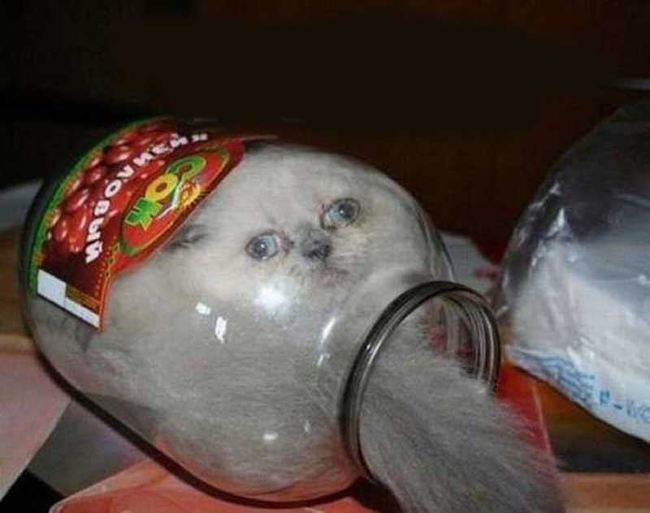 gato adentro de un jarron de vidrio