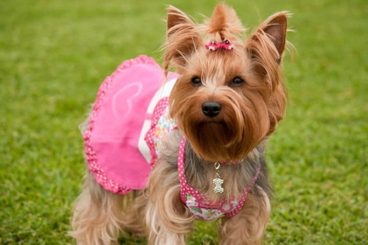 Pequeño perrito parado en el pasto con un vestido en color rosa 