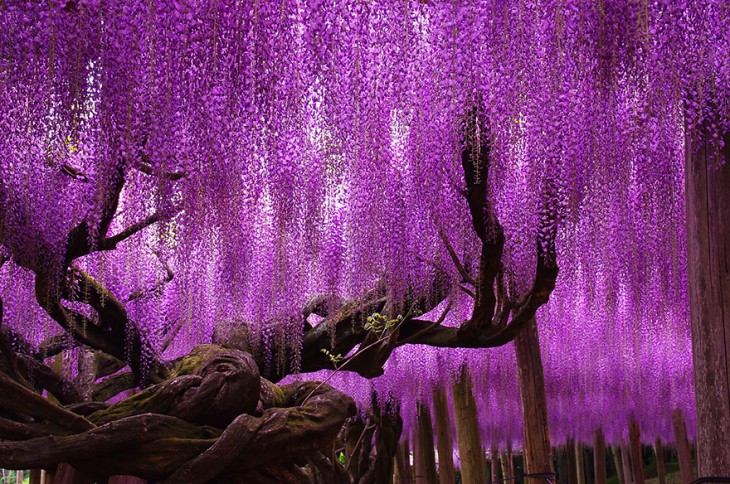 hermoso árbol whisteria de 144 años en japon