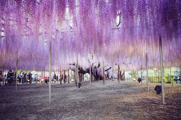 árbol whisteria de 144 años con soportes