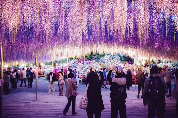 gente viendo al árbol whisteria de 144 años