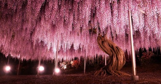 arbol wisteria impresionante y hermoso
