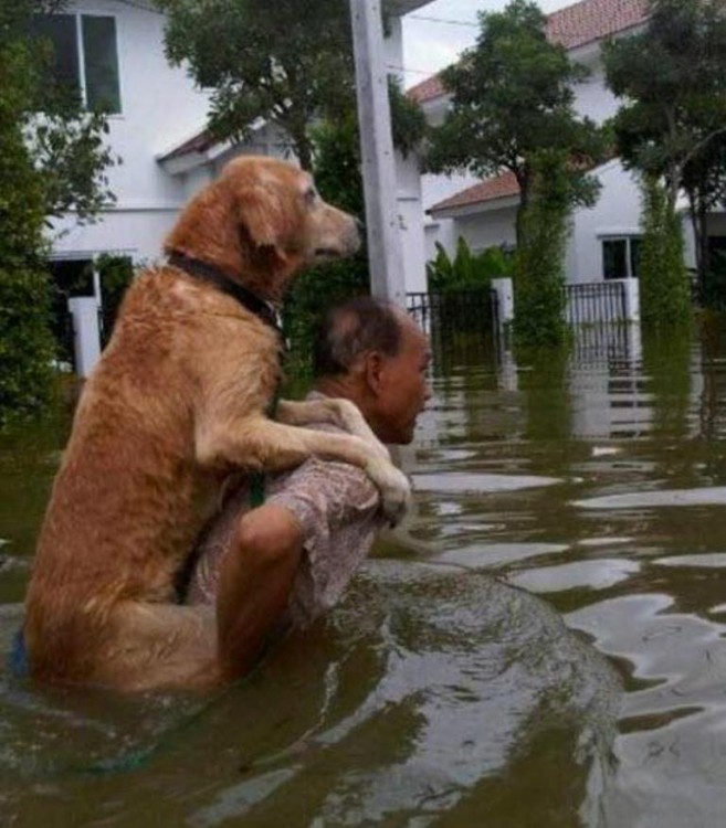 rescatando a su perro