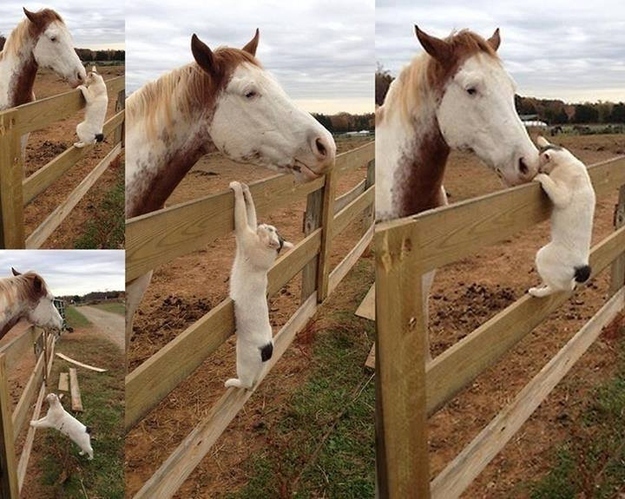 caballo y gato