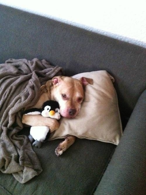 perrito abrazando pingüno