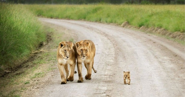 familia de leones