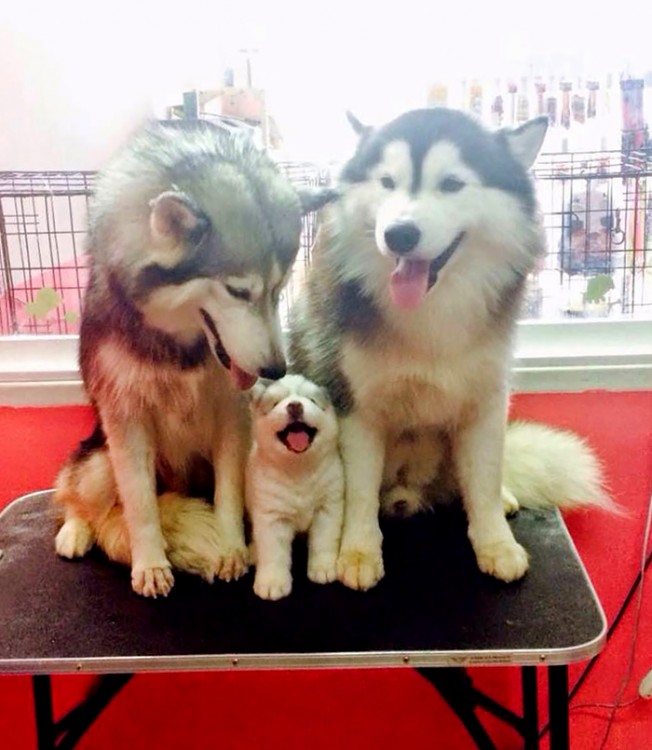 pareja husky con cachorro