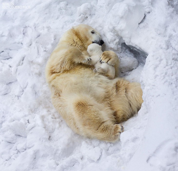 madre oso polar con cria