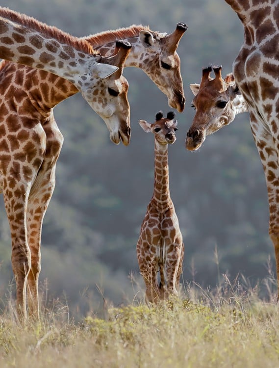 familia de jirafas