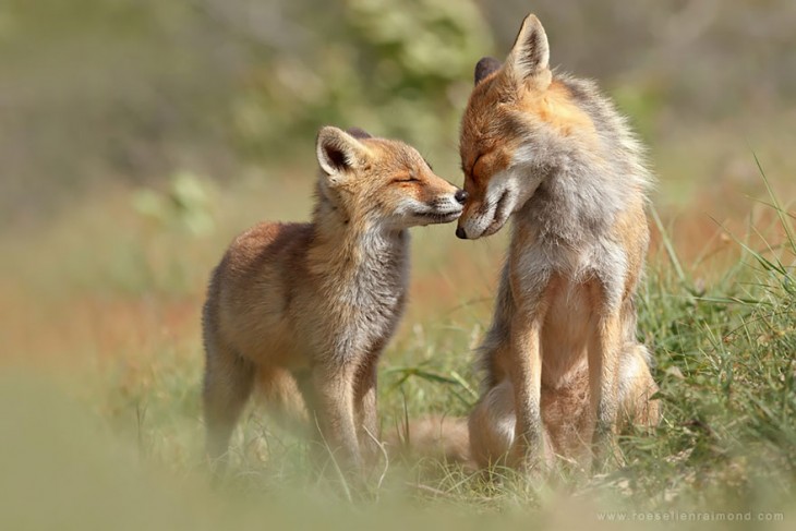 familia de zorros