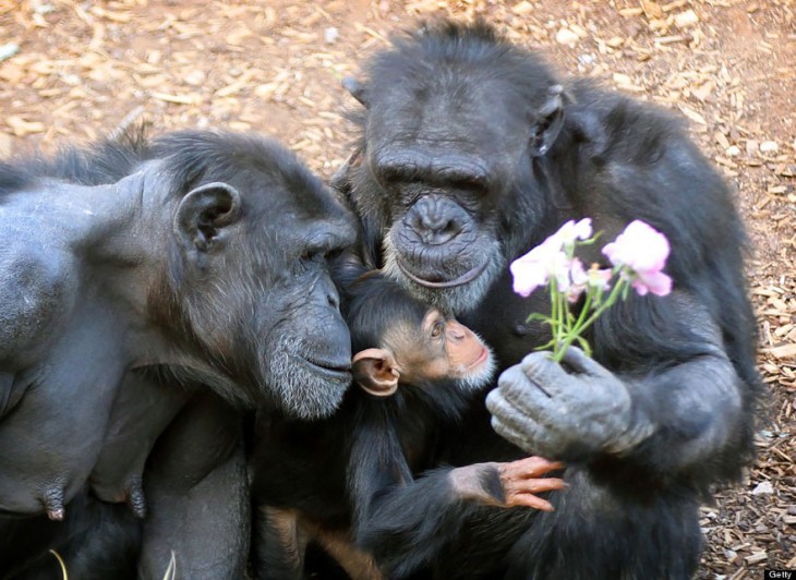 familia de animales (16)