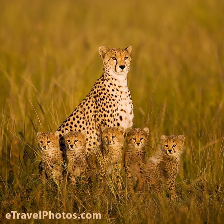 familia de guepardos