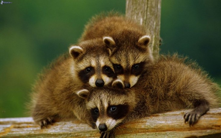 familia de 3 mapaches