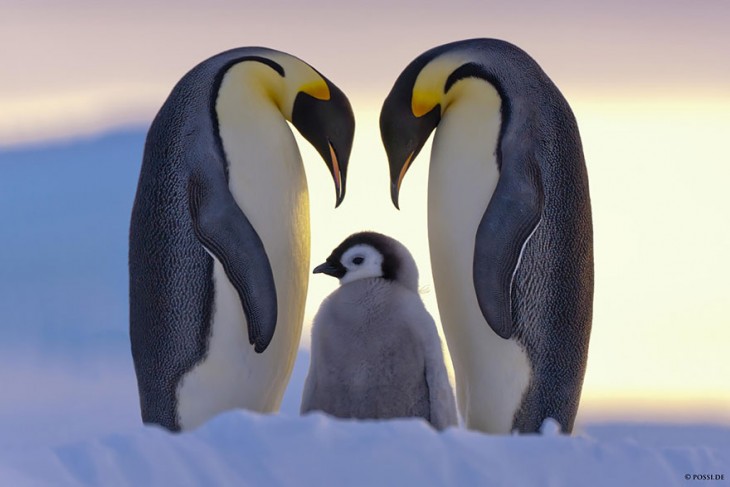 pinguinos emepradores