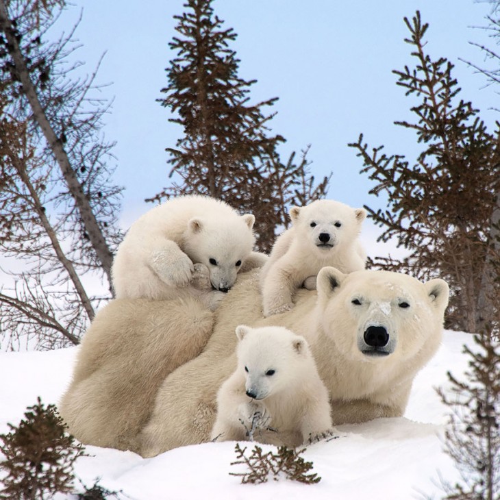 madre oso polar con sus 3 crias