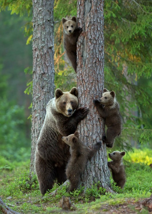 madre oso con oseznos