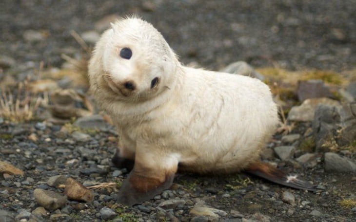 foca pequeña