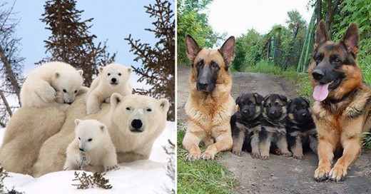 fotos familiares de animales