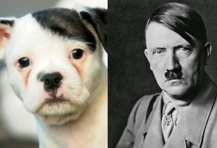 perro que se parece a hitler