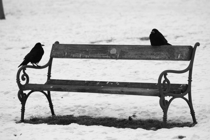 pajaros parados en una banca