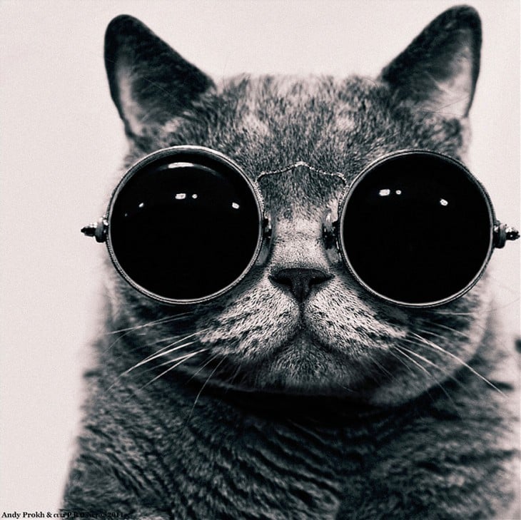 gato con lentes
