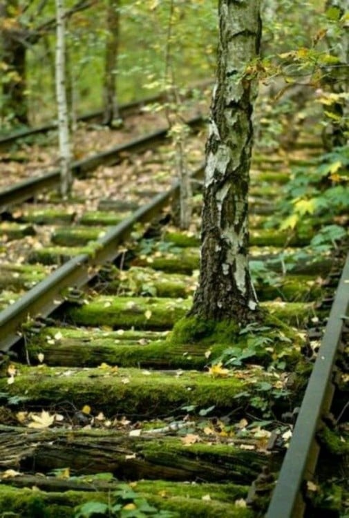 vias de tren con un arbol en el medio